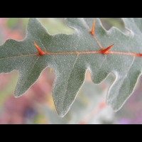 Solanum pyracanthos (fam Solanacees) (Madagascar) (ph Lyon, Parc de la tete d'or) (4)